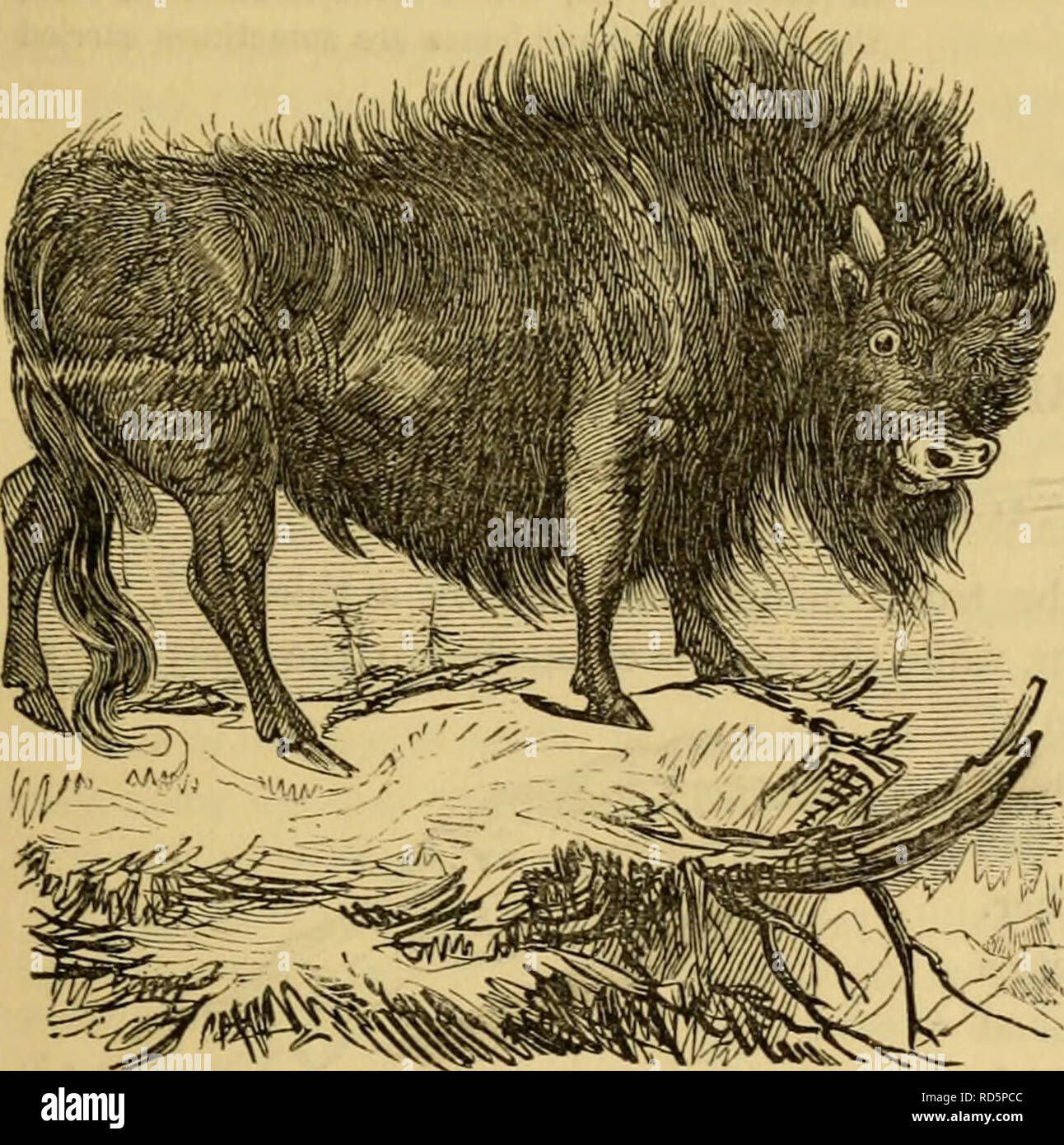 . Règne Animal de Cuvier : organisées en fonction de son organisation. Les animaux. N. 143 de la Guinée, qui ont également à long^ distlngiiished la queue, sont par leurs longues pattes, front bombé, très oreilles pendantes, veulent des cornes, et courts cheveux bruts au lieu de la laine. Les moutons de l'Europe du Nord et d'Asie sont pour la plupart de petite taille, avec une queue très courte, [la vérité, que cet appendice n'est qu'interrompue par les bergers peu après la naissance]. Ceux de Perse, et la Chine, Tartarie, ont la queue complètement transformé en une double globe de graisse. La République et le mouflon à conserver une longue queue, qui Banque D'Images