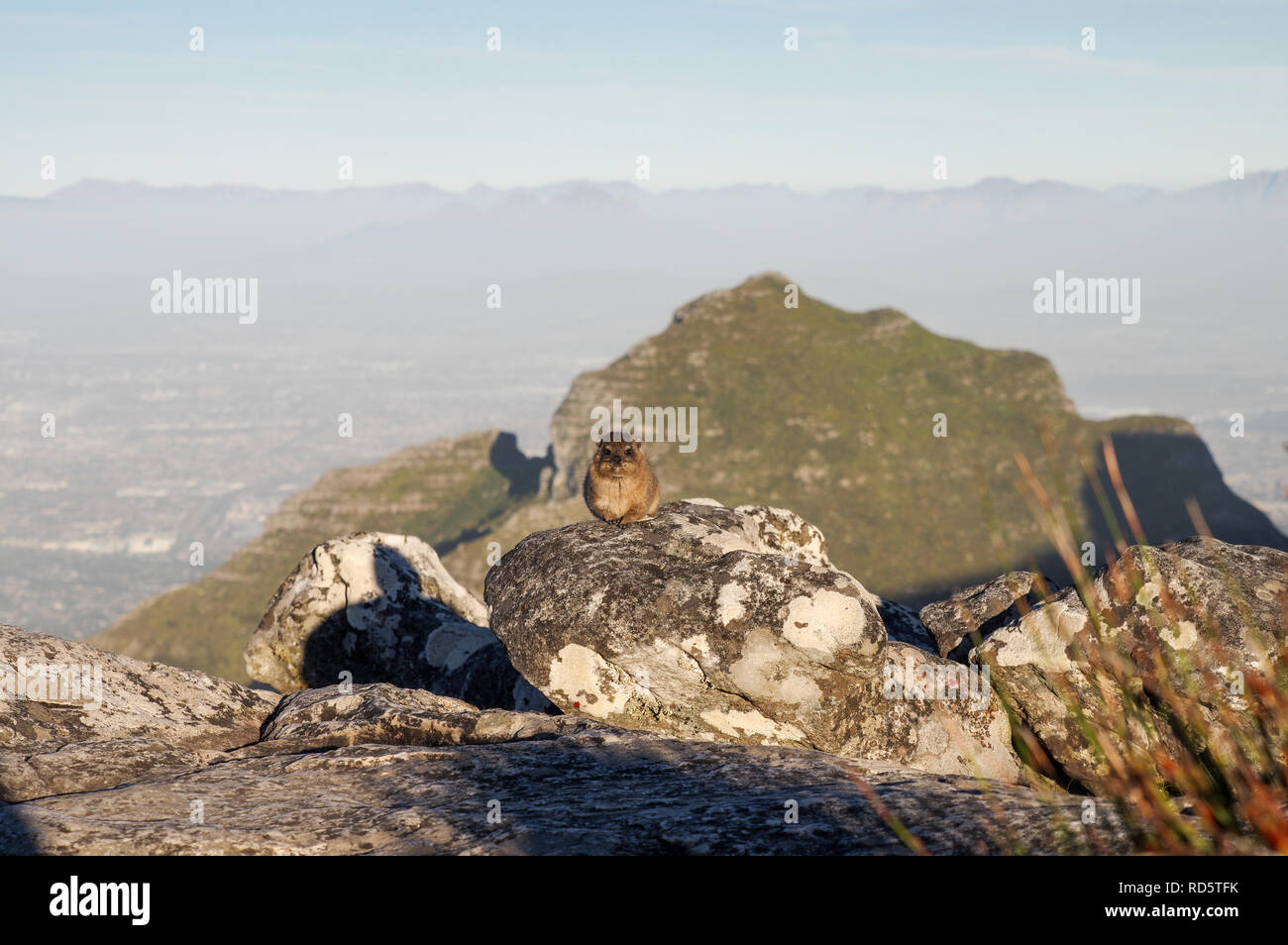 Rock Hyrax posing in front of Devil's Peak sur le haut de la Montagne de la table au Cap, Afrique du Sud Banque D'Images