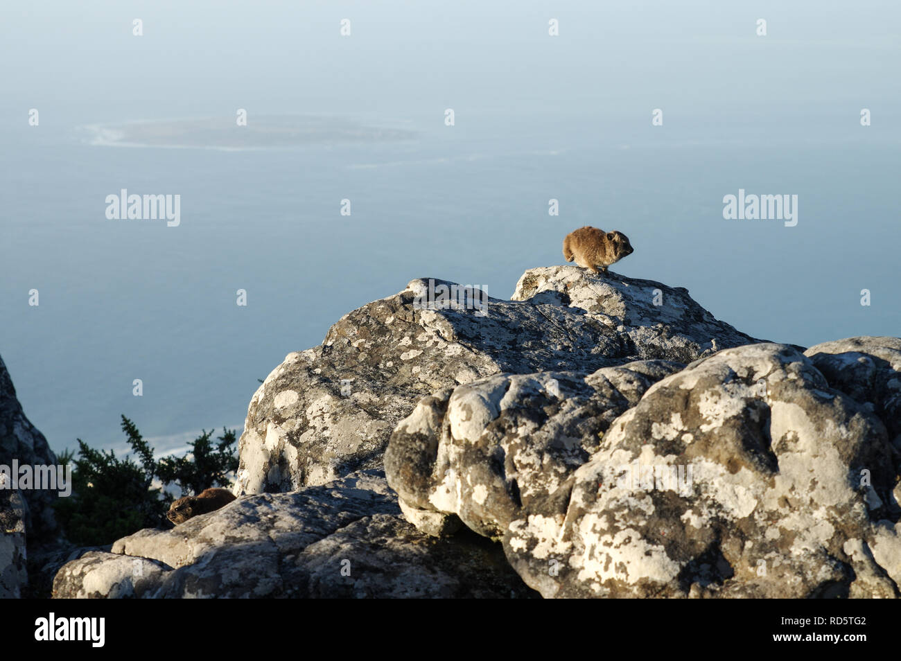 Rock Hyrax perché sur un rocher au-dessus de la Montagne de la table, avec l'île de Robben Island dans l'arrière-plan - Le Cap, Afrique du Sud Banque D'Images