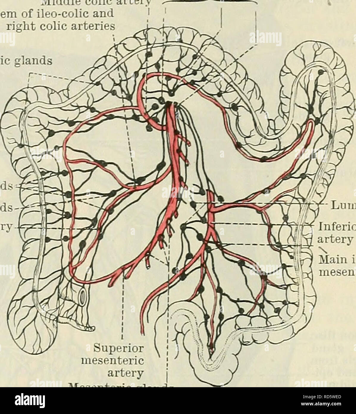 . Cunningham's Text-book de l'anatomie. L'anatomie. Ganglions VISCÉRAUX DE L'ABDOMEN. 1021 ganglions mésentériques principale artère colique moyenne racine commune de valvule iléo-colique droite colique et Epicolic artères glandes. Les glandes principales-^' f glandes lombaires Ileo-ifjx^artère colique â fZ^.-Â£ fg]jfrr j/Jjj^^ ^^f f t /Y'f^f artère mésentérique inférieure glandes mésentériques principale artère mésentérique des ganglions mésentériques Fig. 816.âDiagram des ganglions et vaisseaux lymphatiques du gros intestin. (Après Jamieson et Dobson.) angle entre l'iléon et du cæcum, et dans l'angle entre l'iléon et le côlon ascendant. Banque D'Images