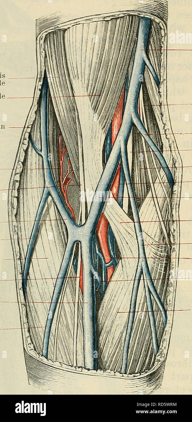 Cunningham's Text-book de l'anatomie. L'anatomie. 980 LE SYSTÈME  VASCULAIRE. Il s'exécute comme proxhnally, dans l'avant-bras, il est  rejoint par deux affluents, de la dorsale et palmaire et aspects, dans la  région