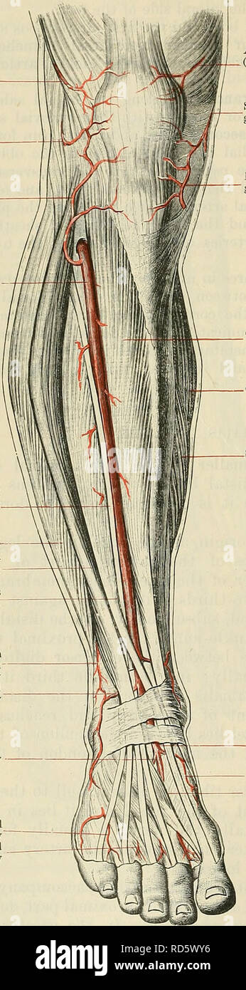 . Cunningham's Text-book de l'anatomie. L'anatomie. 956 LE VASCULAE SYSTÈME. (1) La direction générale du péroné est un petit bateau qui peut survenir séparément de l'artère tibiale antérieure, ou par une racine commune -avec les récurrentes tibiales postérieures ; parfois, il jaillit de l'extrémité inférieure de l'artère poplitée, ou du postérieur du tibia. Genicular latérale supérieure latérale inférieure artère tibiale antérieure de l'artère genicular artère récurrente de l'artère tibiale antérieure des peronseal Peronseus nerveuses brevis-- torum digi extenseur Extensor hallucis longus longus Direction des perforantes de l'Artère péronière malléolaire latéral Banque D'Images