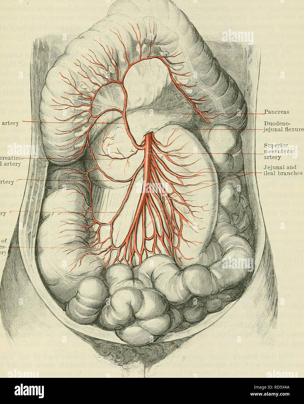 . Cunningham's Text-book de l'anatomie. L'anatomie. VISCEEAL BEANCHES AOETA DE L'ABDOMEN. 931 2. Arteria Mesenterica Superior.-l'artère mésentérique supérieure (Fig. 772 et 773) ressorts de la partie avant de l'aorte, à environ 12 mm. (Un demi-pouce) au-dessous de l'origine de l'artère et ccBliac en regard de la première vertèbre lombaire. Il passe à l'oblique vers le bas et vers l'avant, traversant en avant de la veine rénale gauche, l'uncinate processus de la tête du pancréas, et la troisième partie du duodénum ; en face de ce dernier, il entre dans la racine du mésentère, dans lequel il milieu pancréatique inférieure artère colique Banque D'Images