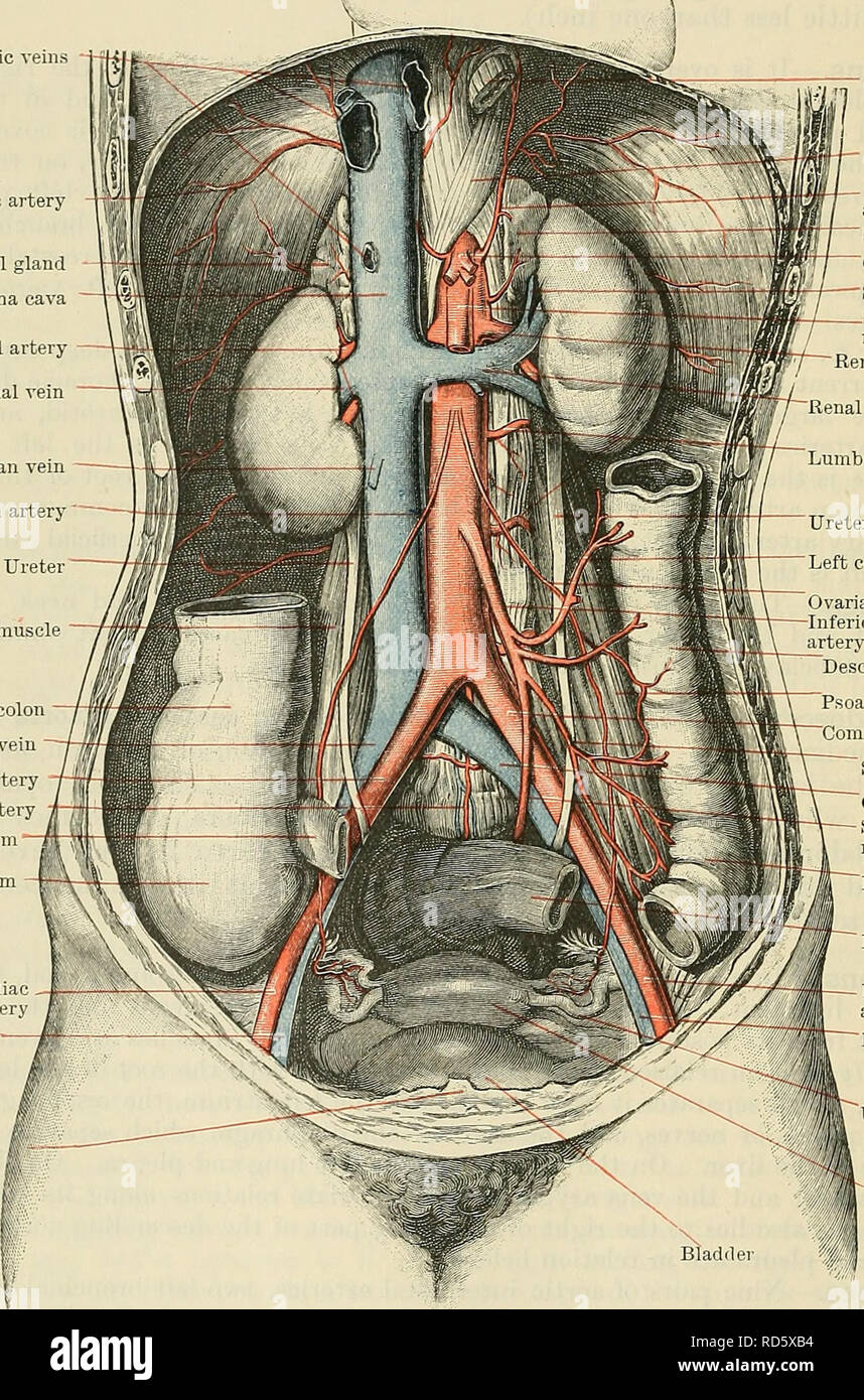 . Cunningham's Text-book de l'anatomie. L'anatomie. 886 LE VASCULAE SYSTÈME. Une ligne tracée en travers de l'abdomen au niveau des points les plus hauts du crêtes iliaques. À son début, il est à 21 mm. de diamètre, mais après l'origine de deux grandes branches, la maladie coeliaque et l'artère mésentérique supérieure, il diminue considérablement, puis conserve un diamètre relativement uniforme à sa résiliation. Relations.âPosteriorly, il est en contact avec la partie supérieure de quatre vertèbres lombaires et fibro-cartilages intermédiaires, le ligament longitudinal antérieur, et les veines lombaires gauches ; des veines hépatiques |Â"j | r Banque D'Images