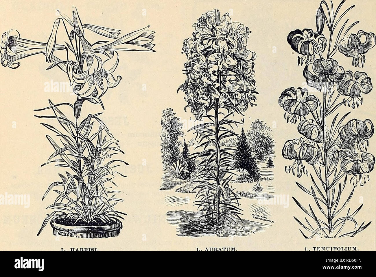 . Currie Bros.' guide horticole : printemps 1888. Pépinière Wisconsin ; Catalogues Catalogues de graines de fleurs, graines (plantes) ; catalogues de graines de plantes ornementales ; catalogues, catalogues, matériel et fournitures de jardinage Catalogues. 76 Qjrri( ? Bros/^ortieultural | Guide.-. HARRI8I. AURAT L.0M. Les LIS. Nous savons d'aucune classe de plantes qui donne tant de plaisir que je le lis du Japon. Ils veulent seulement être vu pour rencontrer l'appréciation qu'ils méritent. Forte amende de plantes en pots. Aurata-bagué d'or Japon Lily, gros bulbes.50 Batemannl-fleurs couleur abricot lumineux 50 Brownli-beau Banque D'Images