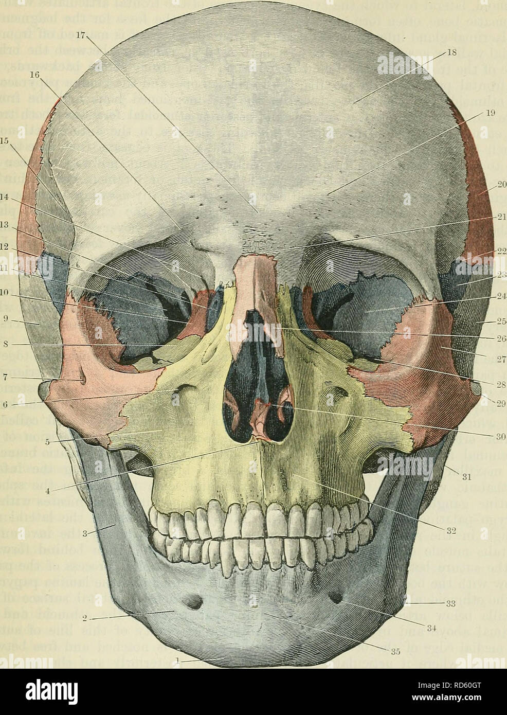 Cunningham's Text-book de l'anatomie. L'anatomie. Le FKONT DU CRÂNE. 161  Cette surface est séparée de la paroi latérale par la fissure orbitaire  supérieure. Fig. 168.-l'avant du crâne. L'os uasal papyracea lamina,