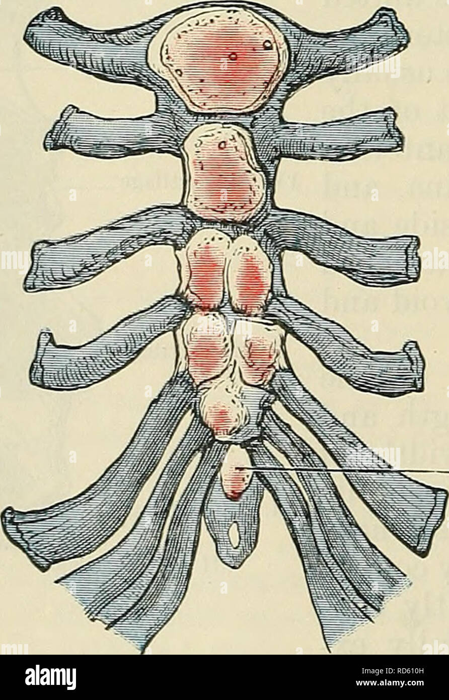 Cunningham's Text-book de l'anatomie. L'anatomie. À la naissance.. À 3 ans.  Fig. 122.-l'ossification du sternum. Dans cette figure la deuxième ainsi  que le troisième segment du corps- possède deux centres. 1.