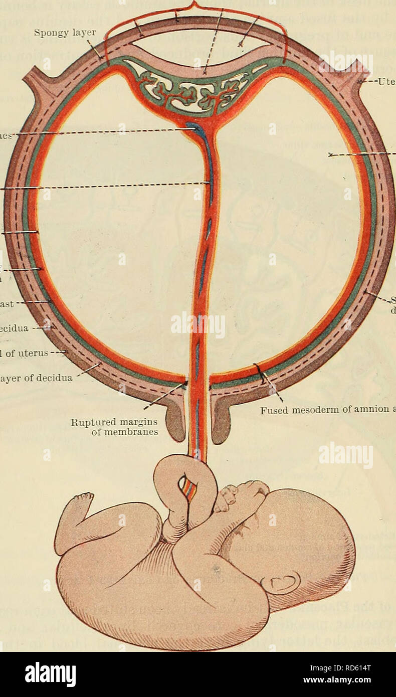 . Cunningham's Text-book de l'anatomie. L'anatomie. L'embryologie humaine 62 plaque de fermeture du chorion espaces intervilleux interne ; (2) les villosités ; (3) les espaces intervilleux ; et (4) la couche basale du trophoblaste, qui ferme l'Espace intervilleux extérieurement, et est perforé par les navires passant à la mère et de l'espaces. La partie maternelle du placenta est composé de l'intérieur vers l'extérieur de (1) la couche basale de la caduque ; (2) le reste de la couche spongieuse de la caduque ; et (3) la même couche. Lay spongieux sacs vitellins cordon ombilical de l'ectoderme amnios Fused mesode Banque D'Images