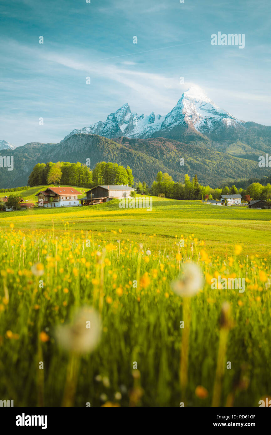 Belle vue sur le paysage de montagne alpin idyllique de fleurs de prairies et snowcapped mountain peaks sur une belle journée ensoleillée avec ciel bleu au printemps Banque D'Images