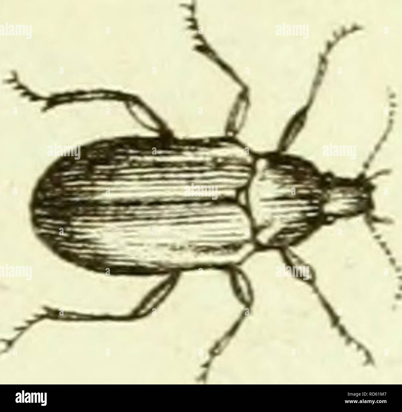 . [Curculionidae]. Curculionidae. / 3. Veuillez noter que ces images sont extraites de la page numérisée des images qui peuvent avoir été retouchées numériquement pour plus de lisibilité - coloration et l'aspect de ces illustrations ne peut pas parfaitement ressembler à l'œuvre originale.. Sturm, Jakob, 1771-1848 ; Panzer, Georg Wolfgang Franz, 1755-1829 ; Olivier, G. A. (Guillaume Antoine), 1756-1814 ; Spilman, T. J. , donateur. Le DSI. [L'Allemagne ?  : S. n. Banque D'Images