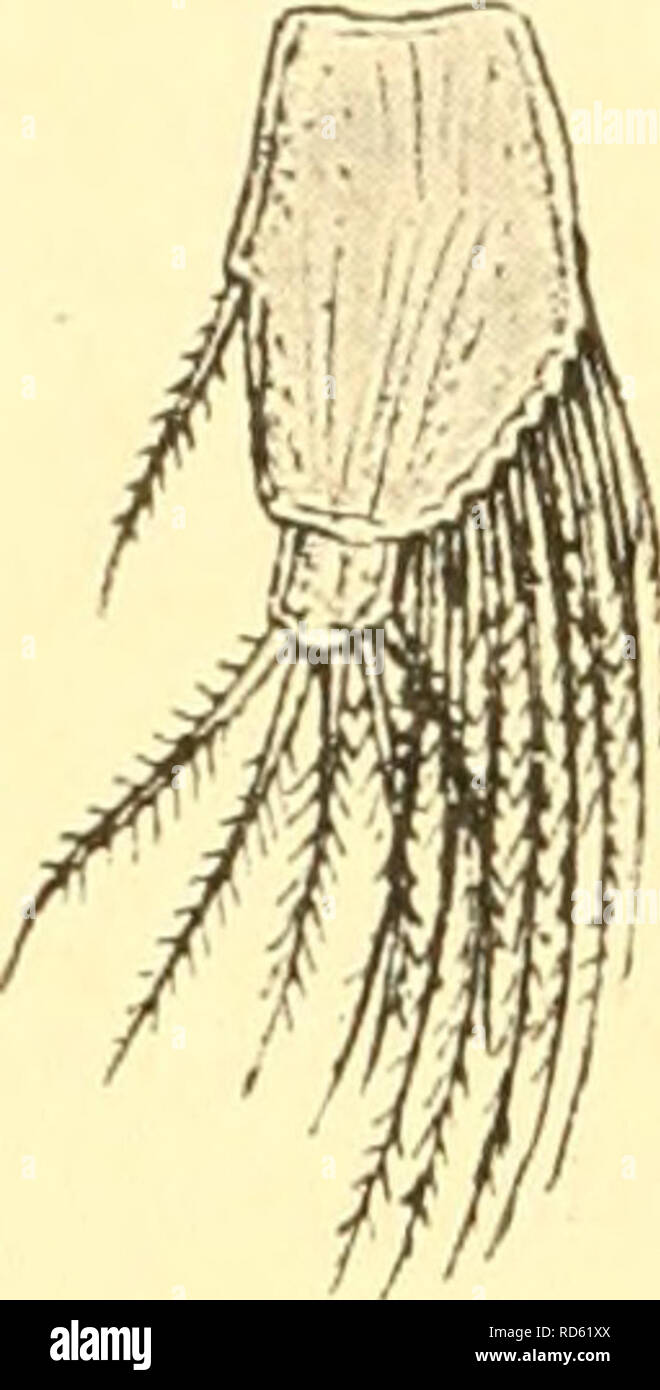 . Cumacea (Sympoda). Cumacea. 148 Cumacea : 17. Pseudocumatidae, 5. Stenociuna, 6. Pseudocuma^ 5 ou 7^^ subequal ui, qui sont la longueur. Peraeopods 3-5, 4 anormalement stout*^ non mixte beaucoup plus courte que 2"^^' dans les 2 paires, 5^^ court mixte, ovale, bordées de soies simples forte marge médiale. Rami de uropodes sous- égales, un peu plus court que le pédoncule, endopod sur marge médiale épines 3 en 9, 10 (7 fig.) à d. La couleur blanchâtre. L. 3-5 mm. N. O. de la mer Caspienne. 3. S. gracile (0. Sras) : 1894 Pseudocuma gracilis, G. 0. Le SRAS ui : Bull. Ac. Saint- Petersb., Ser.4 c. 4 (i'. 36) p. 3 Banque D'Images