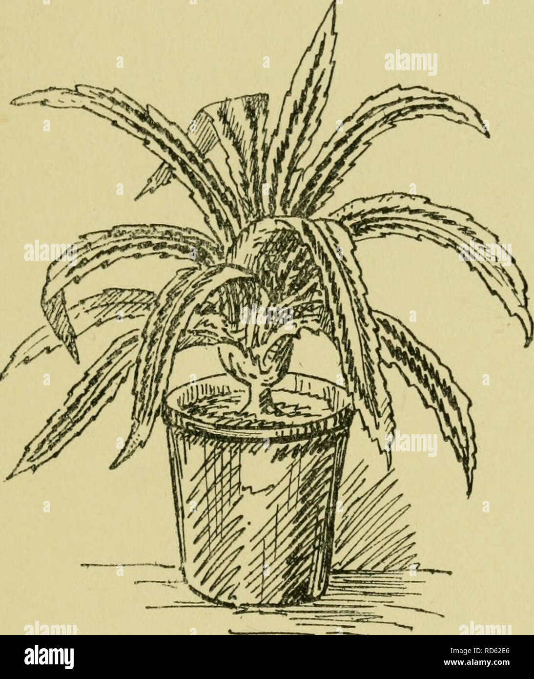 . La culture de plantes en pot dans les chambres, serres, &AMP ; châssis. Plantes, plantes en pot, récipient jardiner. Les plantes à feuillage EN POTS 12/ parfois touchés par la même espèce de cochenille celle que l'on trouve sur les racines des fougères (voir p. 23). Quand rempotage devient nécessaire, les racines ne doivent pas être dérangés. Les plantes doivent être sortis de leur vieux pots et transférées à d'autres personnes un peu plus grand, mais pas planté plus loin qu'avant. La espaces vacants devraient être soigneusement. Fig. 55. - Pandanus candelabrum. variegaluni rempli, et le sol-turfy de limon mélangé à du sable sharp- devrait être imposé Banque D'Images