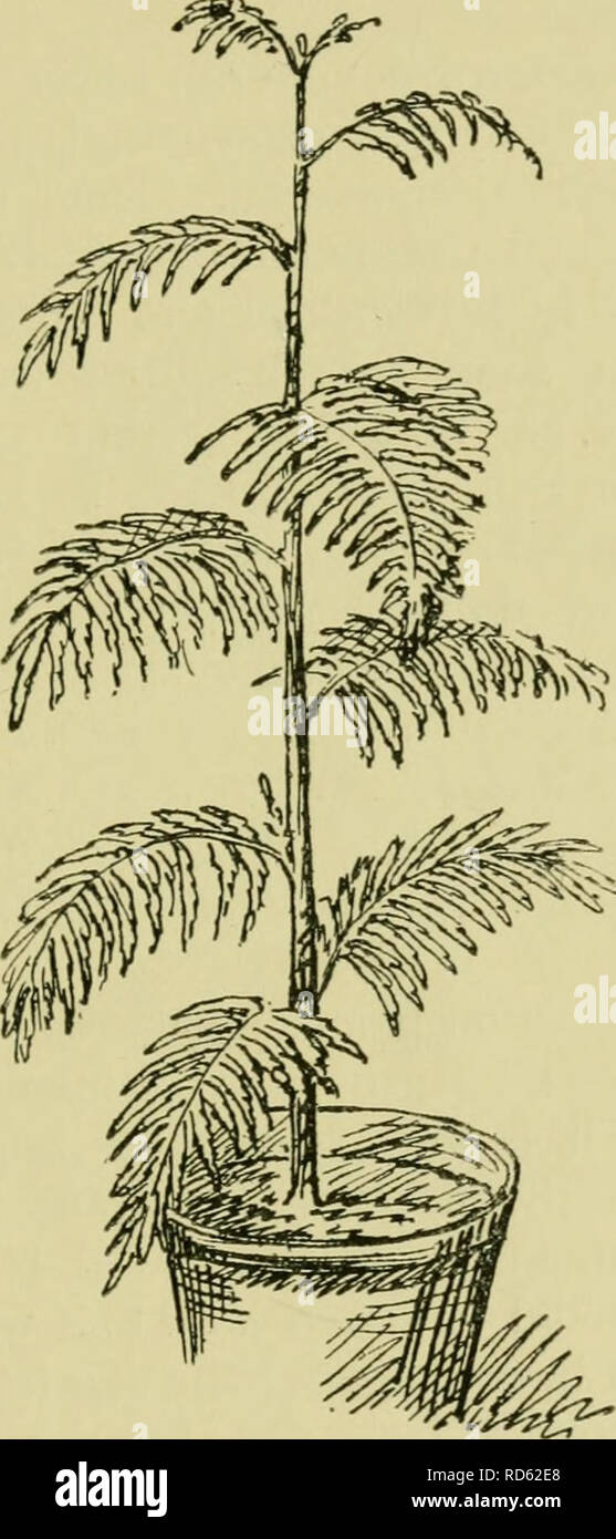 La Culture De Plantes En Pot Dans Les Chambres Serres Amp Chassis Plantes Plantes En Pot Recipient Jardiner Les Plantes A Feuillage En Pots 125 Avec Fern Comme Le Feuillage C Est