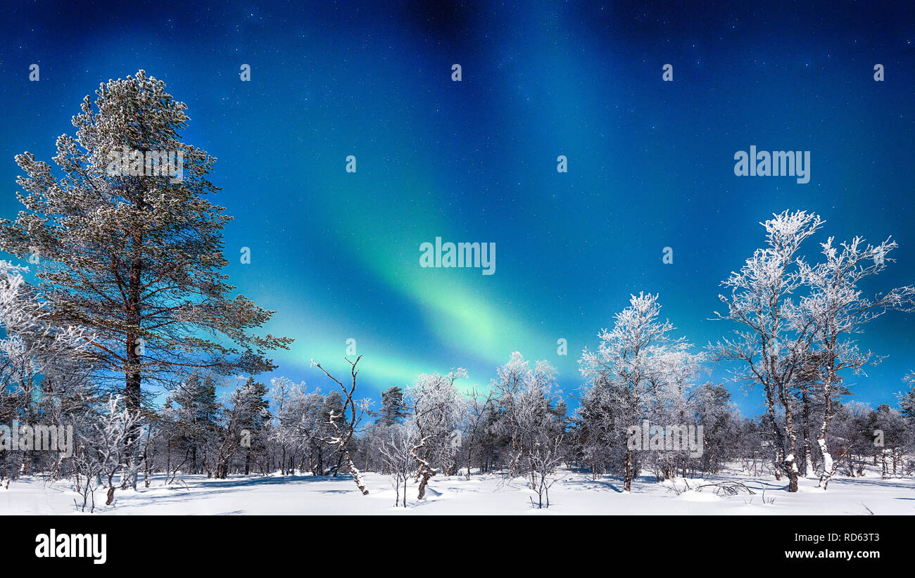 Vue panoramique de l'épatante Aurores Boréales aurores boréales au-dessus de beaux paysages Winter Wonderland avec des arbres et de la neige sur une nuit froide dans Scand Banque D'Images