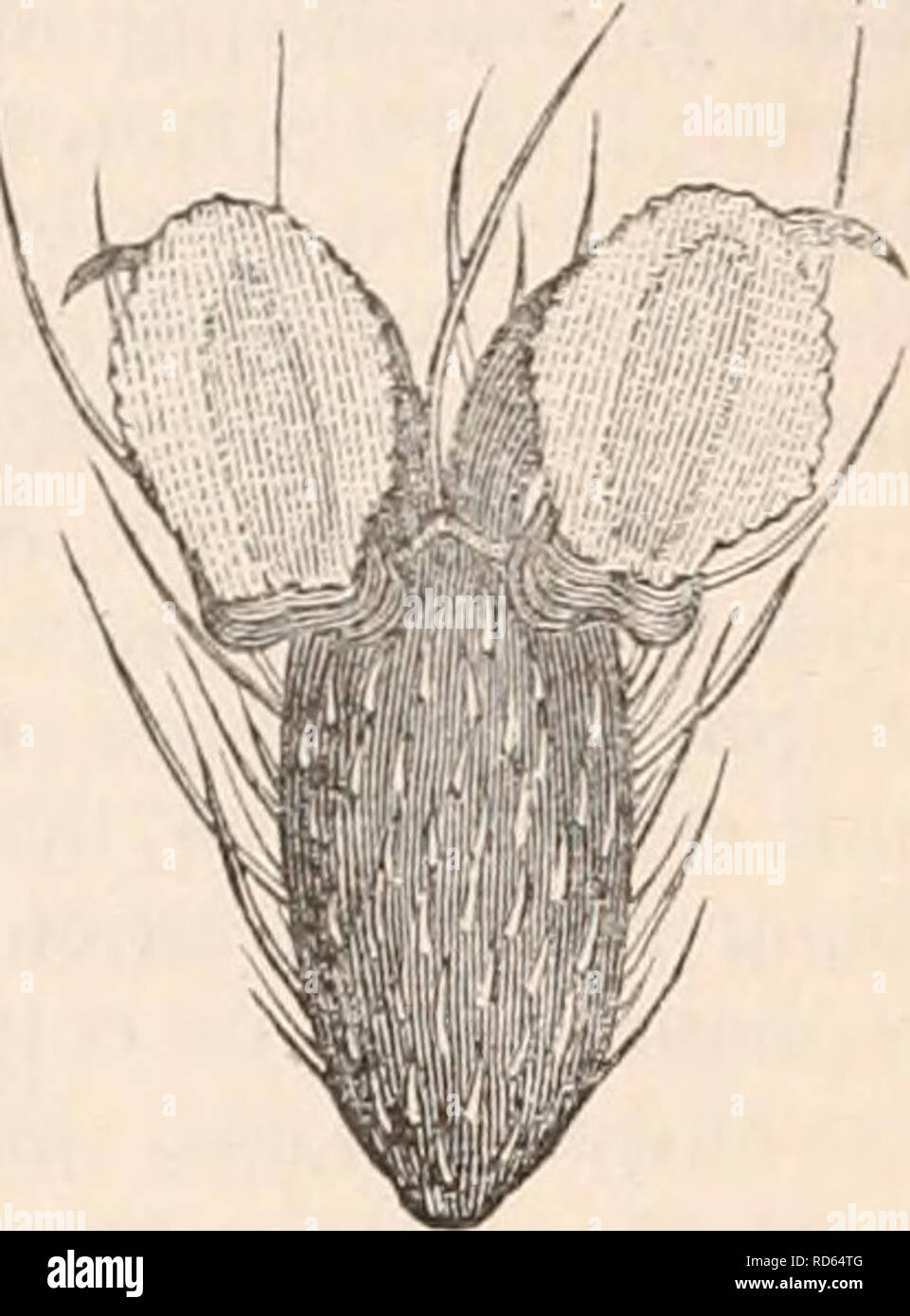 . La cyclopaedia d'anatomie et physiologie. Anatomie ; physiologie ; Zoologie. Bibio febrilis (fg. 236), le pied est fourni avec trois ventouses, dans la Musca domestica avec deux (Jig. 237), et dans l'Cymbex Lutisane avec cinq. De nombreuses autres espèces, parmi lesquels la Guêpe commune, sont finies- avec coussins et analogues des sucettes, qui leur permettent de monter à la verticale sur le verre. L'exécution des prédateurs avec beaucoup de velo- city proportionnellement à leur hauteur. Ceux qui sont meublées avec de très courtes pattes doit ad- vance entre eux à des intervalles de temps correspondant à la racine carrée de leur longueur, Banque D'Images