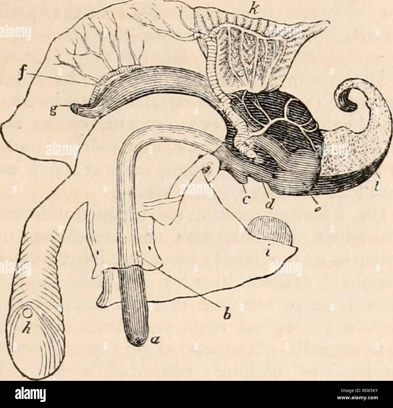 . La cyclopaedia d'anatomie et physiologie. Anatomie ; physiologie ; Zoologie. ANIMAL KINGDOM. 113 comme on le voit en comparant celle du buccinurn undatum, carnivores (flg.4l), avec le même schéma. 41.. appareil dans la Patella vulgata, fjig phytophages. 42.) Comme la plupart des prédateurs de la gas- teropods le buccinum est fourni avec un long rostre, musculaire (fig. 41, a, b) peut être étendue à une distance de l'embouchure, et entourant une langue bifide couverts avec des dents recourbées. L'oesophage près de la sto- mach se dilate en une petite récolte (c), et à ce succède à un round ( estomac membraneux Banque D'Images