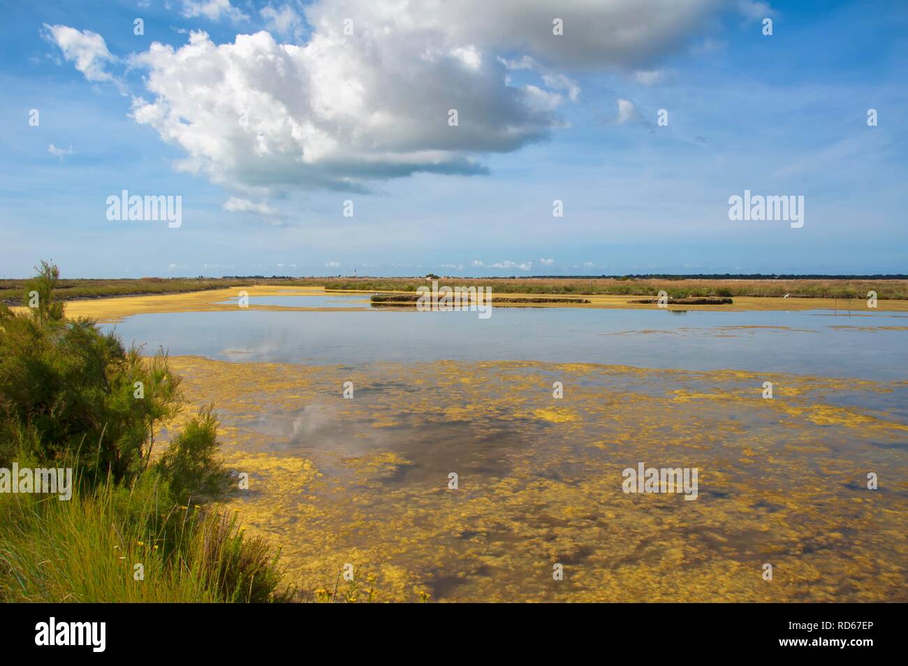 Marais du Fier d'Ars swamp, Ars en Ré, Ile de Ré, l'île Departement Charentes Maritime, France, Europe Banque D'Images