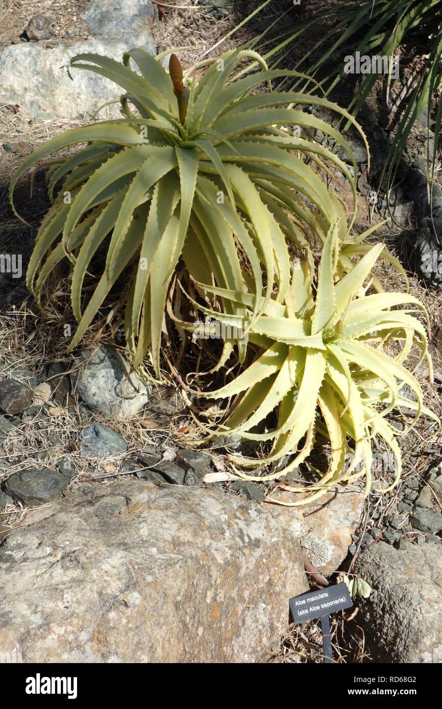 Aloe arborescens - Arboretum - pin penché Banque D'Images