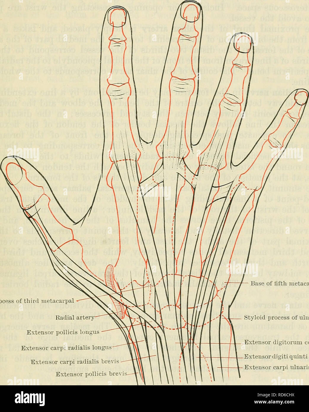 . Cunningham's Text-book de l'anatomie. L'anatomie. Le FOKEAKM ET LA MAIN. 145 ; au dos de l'avant-bras le septum intermusculaires entre les extenseurs radiaux et commun correspond à la partie proximale d'une ligne allant de l'épicondyle latéral de l'humérus à l'bacille sur le dos de l'extrémité distale du radius. Le nerf dorsal interosseous, à partir du moment où il émerge de la substance de l'supinator muscle, se trouve tout au bas de ce septum, 2. en distal à la tête du rayon ; au-dessous de ce point, le septum est la meilleure ligne le long de laquelle pour couper vers le bas sur le poste Banque D'Images