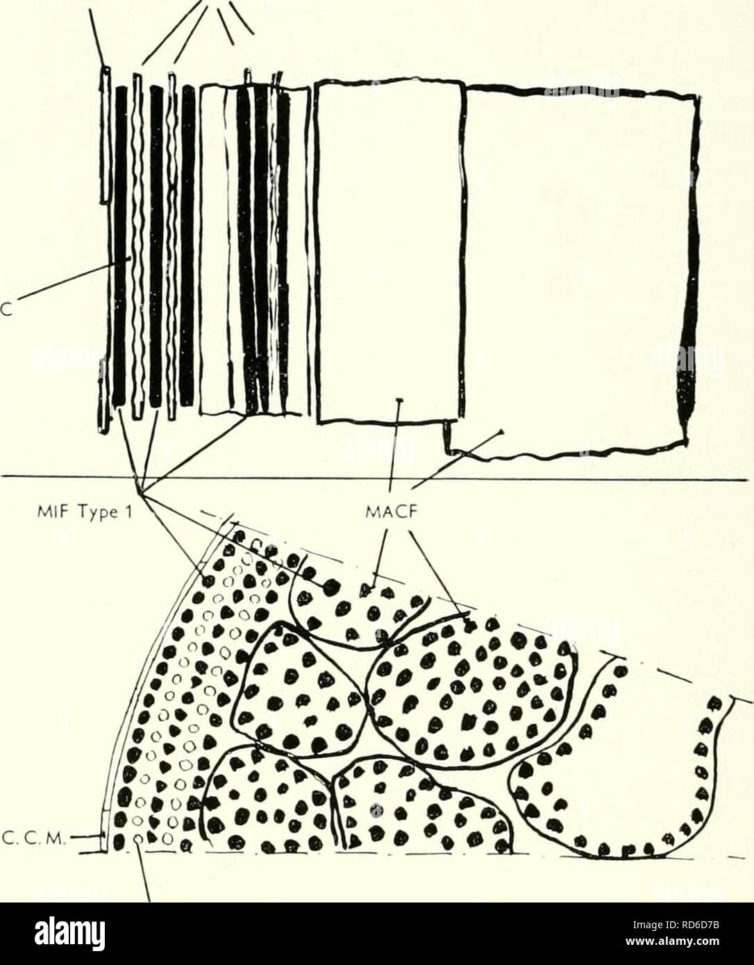 . La microscopie électronique ; actes de la Conférence de Stockholm, septembre, 1956. La microscopie électronique. 302 M. W. et J. ANDREWS SIKORSKI, jamais, les cellules corticales isolées de la kératine non traités par digestion légère dans la trypsine (3) semble être peu affectée par l'action prolongée de vibrations ultrasoniques (25 kc/s et 15 watt/cm-, la production réelle) dans l'eau ou divers agents de gonflement : les fragments séparés ont montré de très peu la structure interne (6). Il est donc souhaitable d'augmenter le temps de traitement à la trypsine d'obtenir de meilleurs effets de rouissage. Les expériences ont été effectuées avec des non-me Banque D'Images