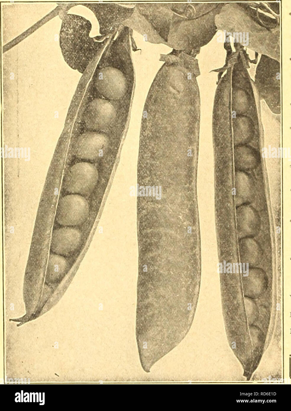 . Currie's Farm et le jardin de printemps annuel : 1927 52e année. Les catalogues de graines de fleurs, graines (plantes) ; Catalogues Catalogues ; Graines de légumes Horticulture pépinières (catalogues) ; plantes ornementales ; catalogues, matériel et fournitures de jardinage Catalogues. Peu de ManeL. Deuxième TÔT ET PRINCIPALES ESPÈCES VÉGÉTALES •ALDERMAN (l'amiral Dewey, ou Amélioré Téléphone)-une splendide nouvelle, grand pois mange d'habitude vigoureux. Les gousses sont de plus de téléphone, de couleur vert foncé, et sont bien remplis de gros pois d'excellente saveur. Pkt. ^ ; loc lb. 25c (bv mail 30c) ; 1 lb. 45c (bv mail 52c) ; 2 lbs. 85c ; 5 lbs $2.00 ; 10 Banque D'Images