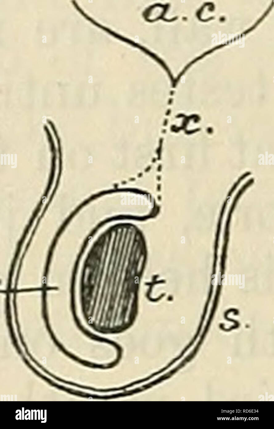 . Cunningham's Text-book de l'anatomie. Anatomie. ax. Cavité abdominale. p.v. Processus vaginalis. t. Testicule. s. Scrotum. t.v. Tunique. x. Kudimentum pro- cessus vaginalis. Fascia spermatique externe J'Tnfundibuliform Pampinilon l'artère testiculaire je fascia / plexus Funiculus ,.v (Spermaticus cordon spermatique). Les testicules dans son cours vers le bas à travers la paroi abdominale dans le scrotum prend son conduit-il avec le canal déférent-sang et les vaisseaux lymphatiques, et les nerfs de l'approvisionnement. Toutes ces se trouvent ensemble dans le canal inguinal qui traversent la paroi abdominale, et lorsqu'ils quittent le canal par le Banque D'Images