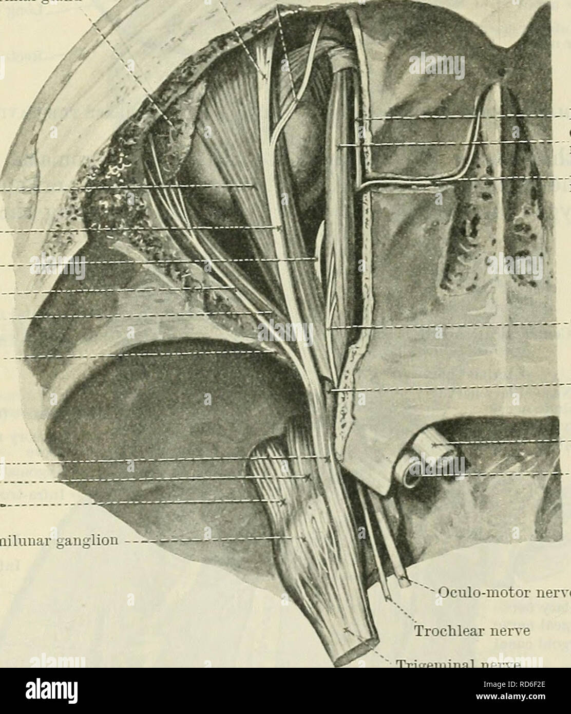 . Cunningham's Text-book de l'anatomie. L'anatomie. MAXILLAEY NERF. 775 Maxillaeis Neevus. Le nerf maxillaire.-cette grande cours nerveuses vers l'avant, de son origine dans le ganglion semi-lunaire au milieu de la fosse du crâne, sous la dure-mère, et par rapport à la partie inférieure de la sinus caverneux' (Fig. 647, p. 771). En passant par le foramen rotundum, il traverse le pterygopalatine fossa. Il entre dans l'orbite comme le nerf infra-orbitaire, à travers la fissure orbitale, et occupant successivement les infra-orbitaire et canal rainure, il apparaît enfin sur le visage grâce à l'infra- Banque D'Images