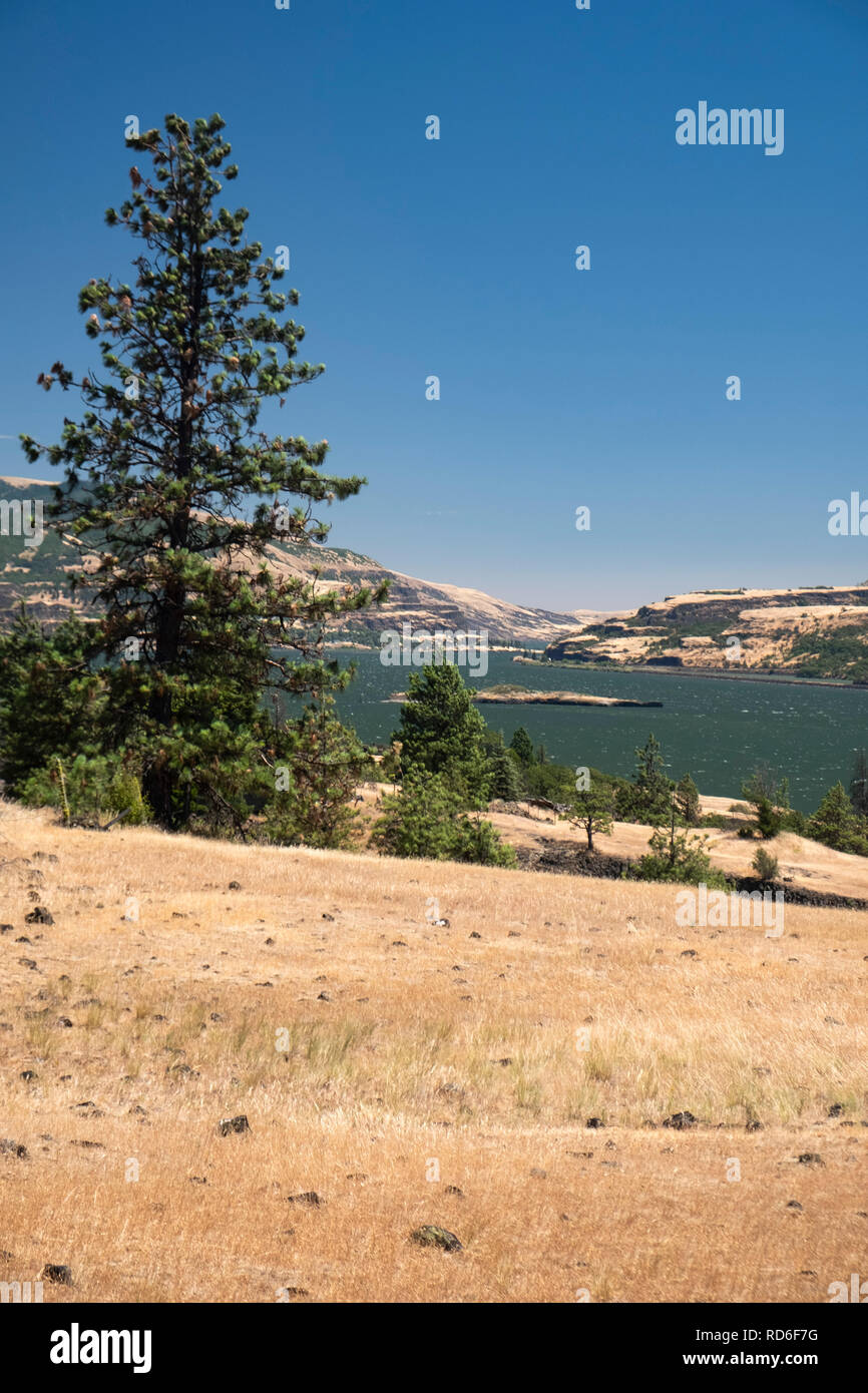 Catherine Creek Columbia River Gorge l'État de Washington, USA Banque D'Images