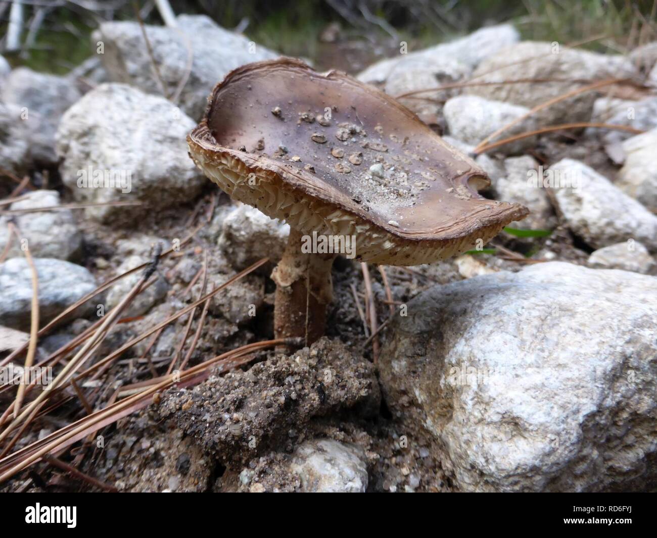 L'Amanita-porphyrie-2. Banque D'Images