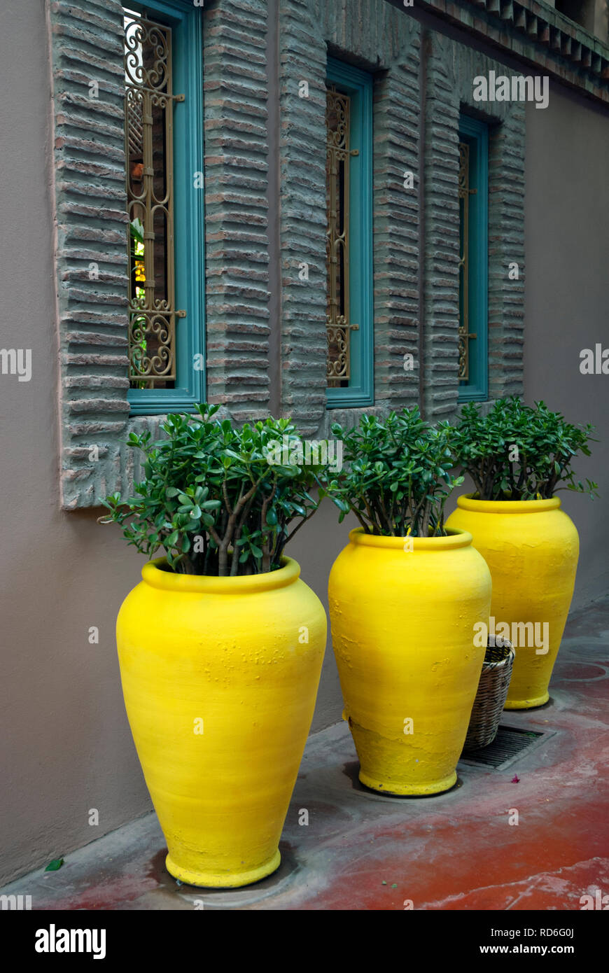 3 pots jaune vif dans le Jardin Majorelle, Marrakech, Maroc Banque D'Images