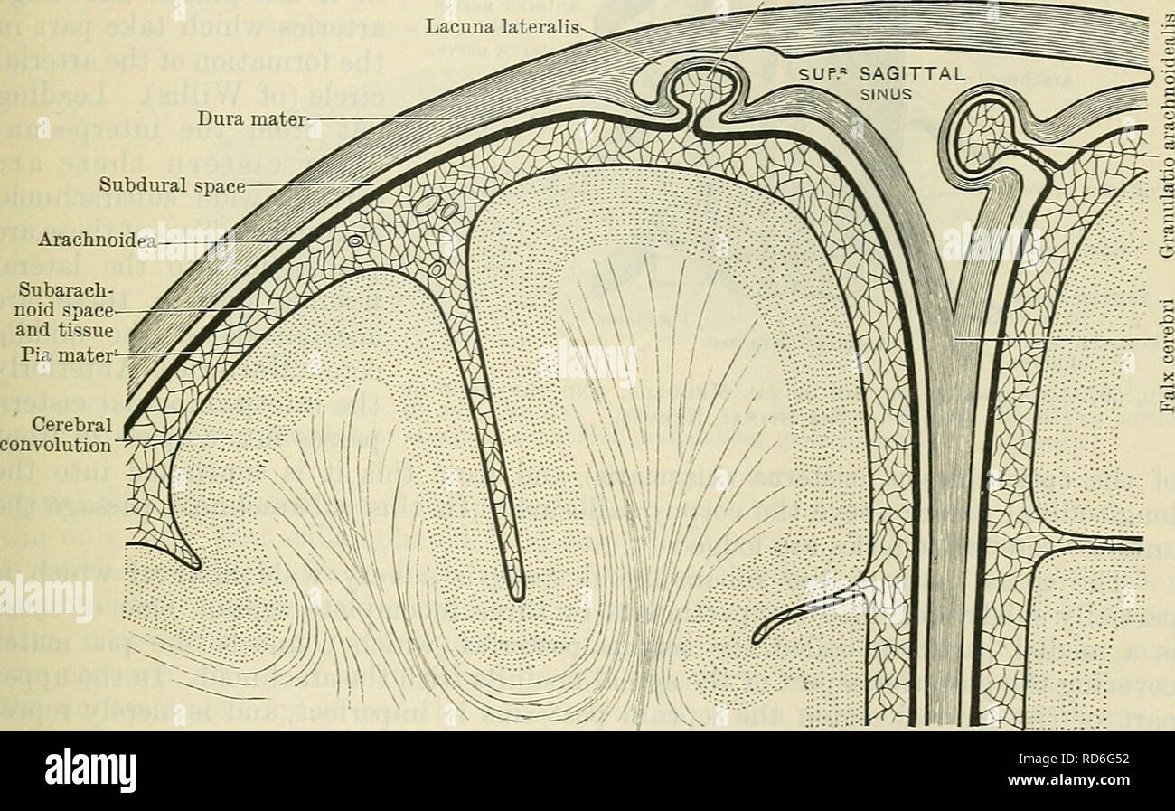 . Cunningham's Text-book de l'anatomie. L'anatomie. Le AKACHNOIDEA. Subarachnoideale 671 Cavum.-l'intervalle entre les arachnoidea et la pie-mère reçoit le nom de l'espace sous-arachnoïdien. Il contient le liquide céphalo-rachidien, et communique librement à travers certaines ouvertures bien défini avec la dans l'intérieur des cavités ventriculaires du cerveau (aperturse ventriculi quarti). Dans le crâne, l'espace sous-arachnoïdien est cassé vers le haut. par un travail de maillage de fins filaments et trabeculse, qui relie les deux communes membranes (à savoir, les arachnoidea et la pie-mère) dans la manière la plus intime, Banque D'Images