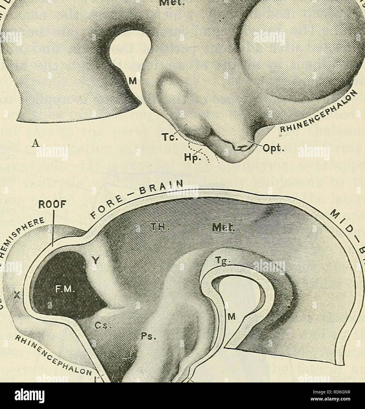 . Cunningham's Text-book de l'anatomie. L'anatomie. DEEIVED PAETS FEOM le diencéphale. 609 Le nerf optique est principalement formé par le passage de fibres en arrière de la rétine dans le mur de l'original, tandis que le pédoncule optique chiasma prend forme par le transit de fibres à travers le plan médian, en face de l'infundibulum ....^^ ----- â^^^^^^s a et derrière l'optique évidement. ^ llllLjL^ dans une large mesure ces fibres Â"^^/ cerebr sont dérivés de l'optique Sjm JP*"' ** nerf. Les optiques de la cavité du Â"5/ rencontré- la marque le troisième ventricule Jlv place où la vésicule optique creux a été att Banque D'Images