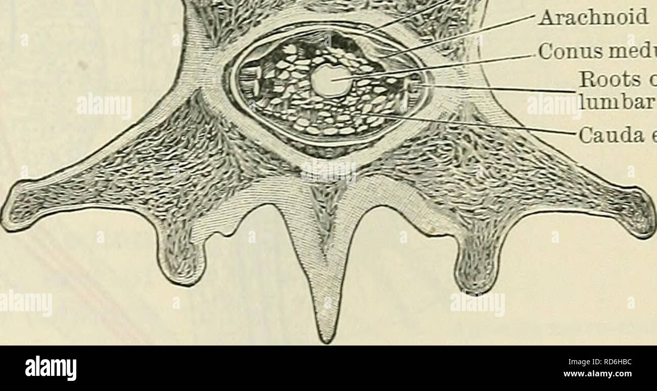 . Cunningham's Text-book de l'anatomie. L'anatomie. La moelle spinale. Ces 519 sont classés en huit, douze cervical, thoracique, lombaire cinq cinq, et un sacré coccygien ; et selon les pièces jointes de ces groupes de nerfs la moelle spinale est arbitrairement divisé en, cervical, thoracique, lombaire et sacrée des régions. En employant ces termes, donc, pour les différents quartiers de la moelle spinale, il faut comprendre que les régions sont déterminées par l'audace des pièces jointes et non pas par un rapport direct entre ces parties de la moelle spinale et les sections de la verte Banque D'Images