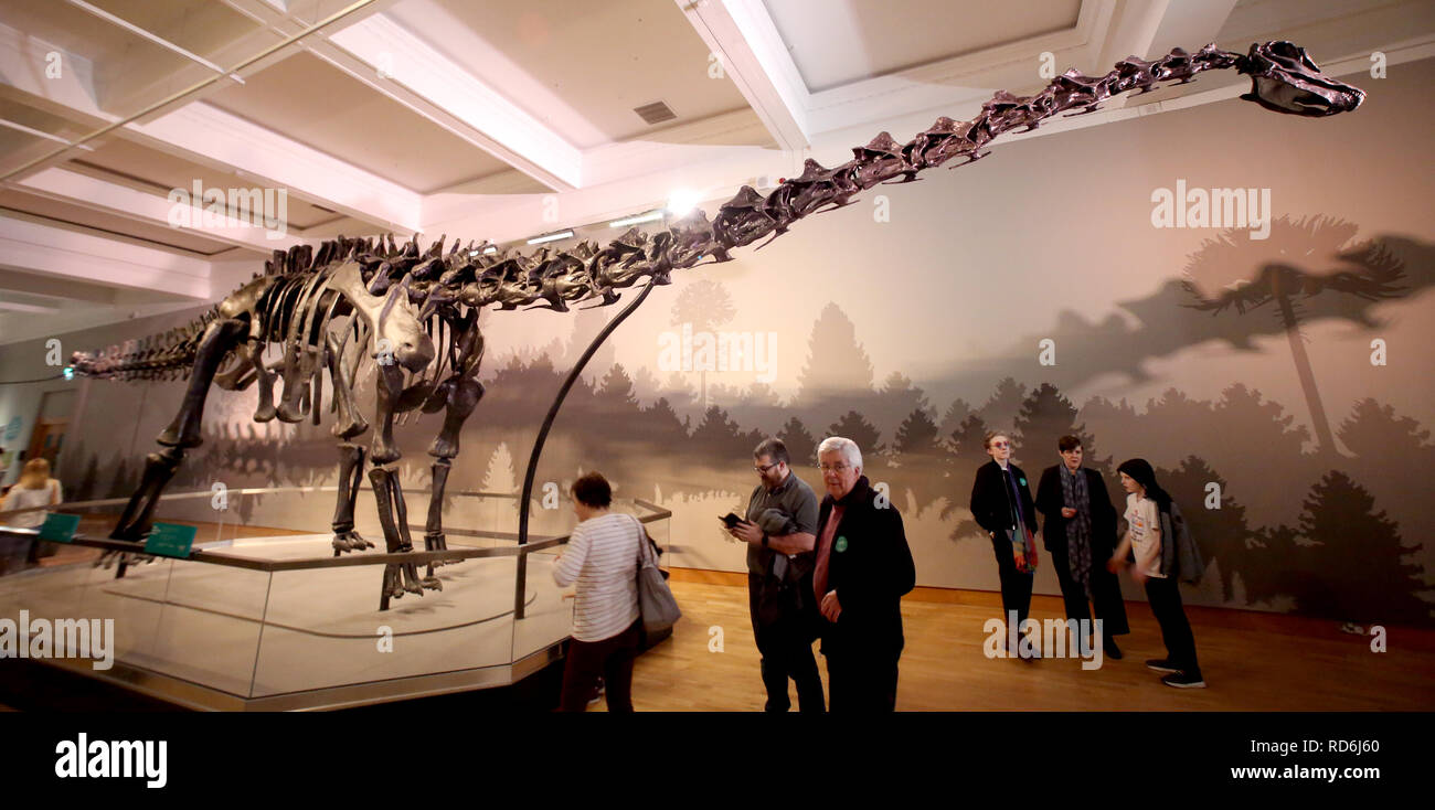 Squelette de Diplodocus cast, connu affectueusement comme Dippy, a été pendant de nombreuses années la première vue d'accueillir les visiteurs du Musée. Quand il a été dévoilé au public en 1905, Dippy devient une star, et a depuis les caricatures dans les journaux, les rapports de nouvelles et même joué des rôles principaux dans le film et la télévision. Le type de spécimen trouvé en Amérique. Banque D'Images