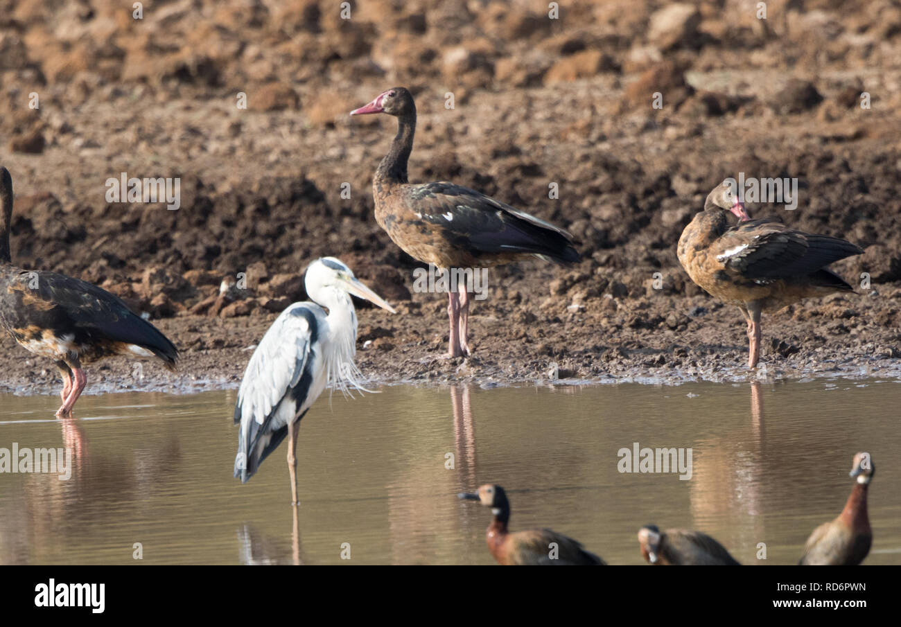 Oie-armée de Gambie (Plectropterus gambensis) Banque D'Images