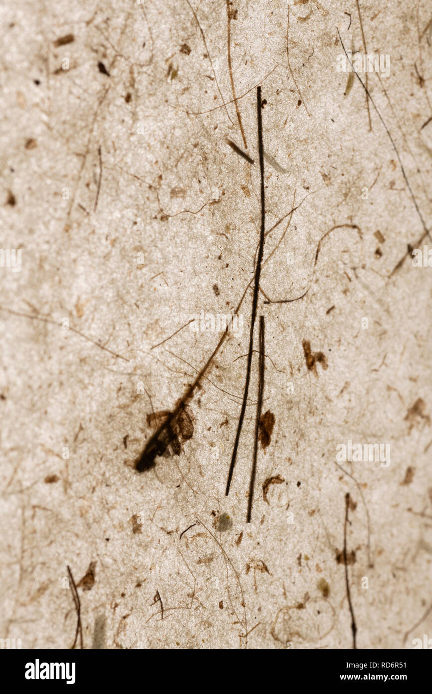 Magnifique résumé recyclé papier transparent à la main avec la nature éléments. brown teinte chaude. L'artisanat. Convient pour différents avec l'espace pour le texte Banque D'Images