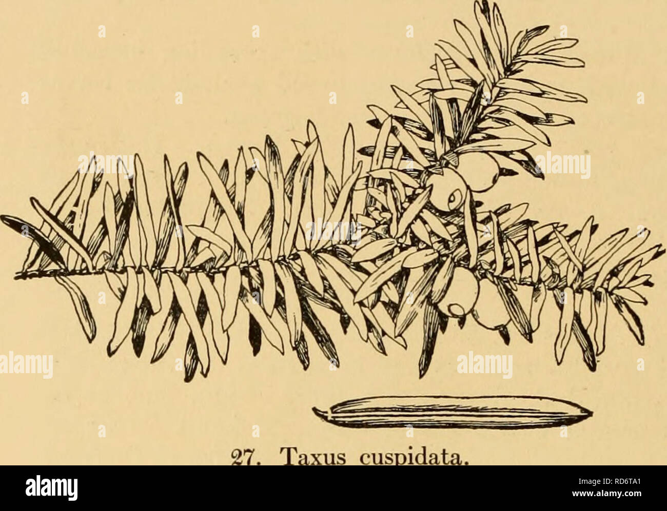 . Les conifères cultivés ; un manuel de la plus importante de conifères et arbres à feuilles caduques plantés pour l'ornement dans les États-Unis et le Canada. Les conifères ; les conifères. 188 Les conifères cultivés. Taxus cuspidata. légèrement à angle 2 et légèrement comprimé, avec hile orbiculaires. Le centre de la Chine. en 1908 à l'Arnold Arboretum. Hardy aussi loin au nord que le Massachusetts uniquement dans des endroits abrités. Les plantes en culture sont encore trop jeunes pour permettre une opinion à l'égard de la valeur de cet ornement yew ; son feuillage est de couleur plus claire que celle des espèces suivantes ; dans son nativ Banque D'Images