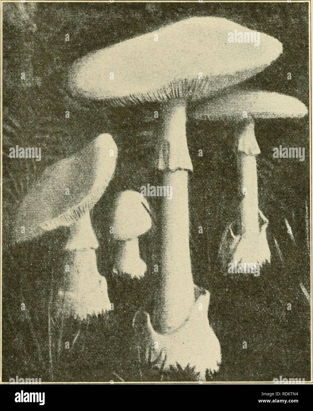 . Les champignons cultivés ... La culture de champignons. [From old catalog]. L'AMANITA 87 2. Cap blanc ou brun-biiff ; volve seulement d'échelles A. solitaria 3. Habituellement, la couleur orange vif ou rouge- jaune faible ; volve sac-comme ou simplement d'échelles. a. Volve et grand sac blanc ; toutes les autres pièces jaune ou orange A. ccesarea b. Volve formant des anneaux ou des échelles sur un réservoir en comme base ; branchies généralement blanc ou blanchâtre (1) Ensemble de l'usine rouge terne ; chair rouge- dening quand ruhescens meurtri A. (2) souches -blanc ou jaunâtre ; rougissement pas chair (a) Cap. de 3 à 6 cm de large ; spores globuleuses A. (b) Cap 8-15 cm. de large ; spores elliptiques A. BOF Banque D'Images