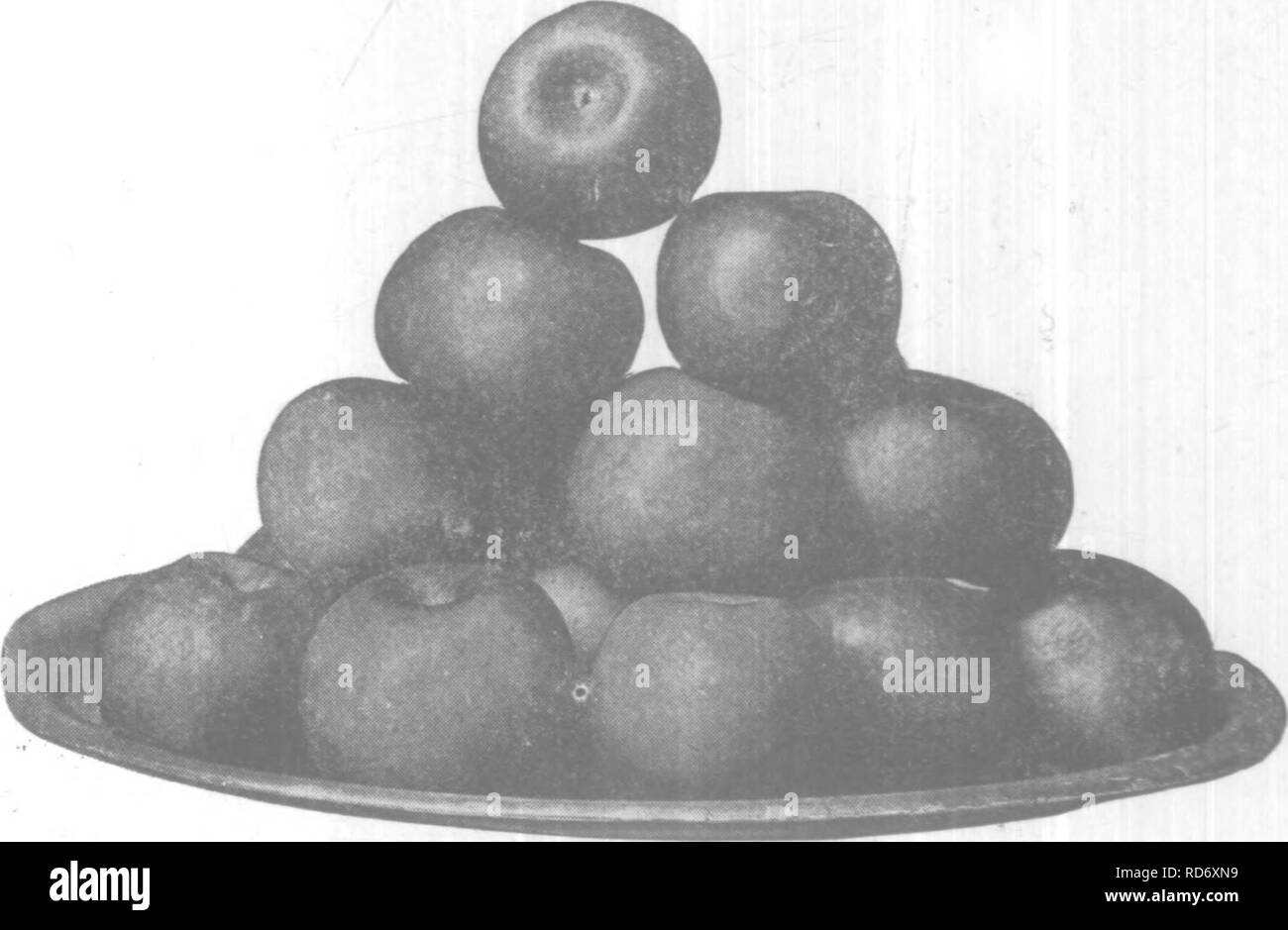 . L'arboriculture fruitière sur les terres des pratiques. La culture de fruits. 286 l'arboriculture fruitière pratique sur les terres, Celui qui plante un arbre plantes il l'amour. Tentes de fraîcheur se répandre au-dessus des voyageurs qu'il ne peut pas vivre pour voir. Des cadeaux qui se développent sont meilleures, les mains qui bénissent sont bénis, végétaux fait le reste. Le ciel et la terre à celui qui plante un arbre, et son travail est sa propre récompense. -Lucy Larcom,. La plaque du prix de York impériaux. Veuillez noter que ces images sont extraites de la page numérisée des images qui peuvent avoir été retouchées numériquement pour plus de lisibilité - coloration et l'aspect de ces illustrations ne peut Banque D'Images