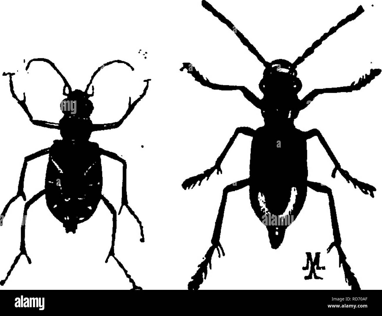 . Un manuel pour l'étude des insectes. Les insectes. 5l8 L'ÉTUDE DES INSECTES. La presque totalité de notre tigre-coléoptères appartiennent au genre Cicin- dela (CIC-dans-de'Ia), dont il existe une soixantaine d'espèces d'Amérique du Nord ; l'un d'eux est représenté sur la Figure 620. Nous avons également deux espèces d'Tetraclia (Tet'ra-cha) ; voir la Figure 621. Dans le Middle West est trouvé Ainbly cJiila cyliudriformis. (Am-bly-chi'Ia cy-lin-dri-d'ma), le géant de la Fig. 620. Fig. 621. * Famille, mesure de 1 à 3 7/8 pouces de longueur ; et sur la côte du Pacifique se produire neuf espèces d'Omtis (O'Mus). Dans ce genre le corps est sm Banque D'Images