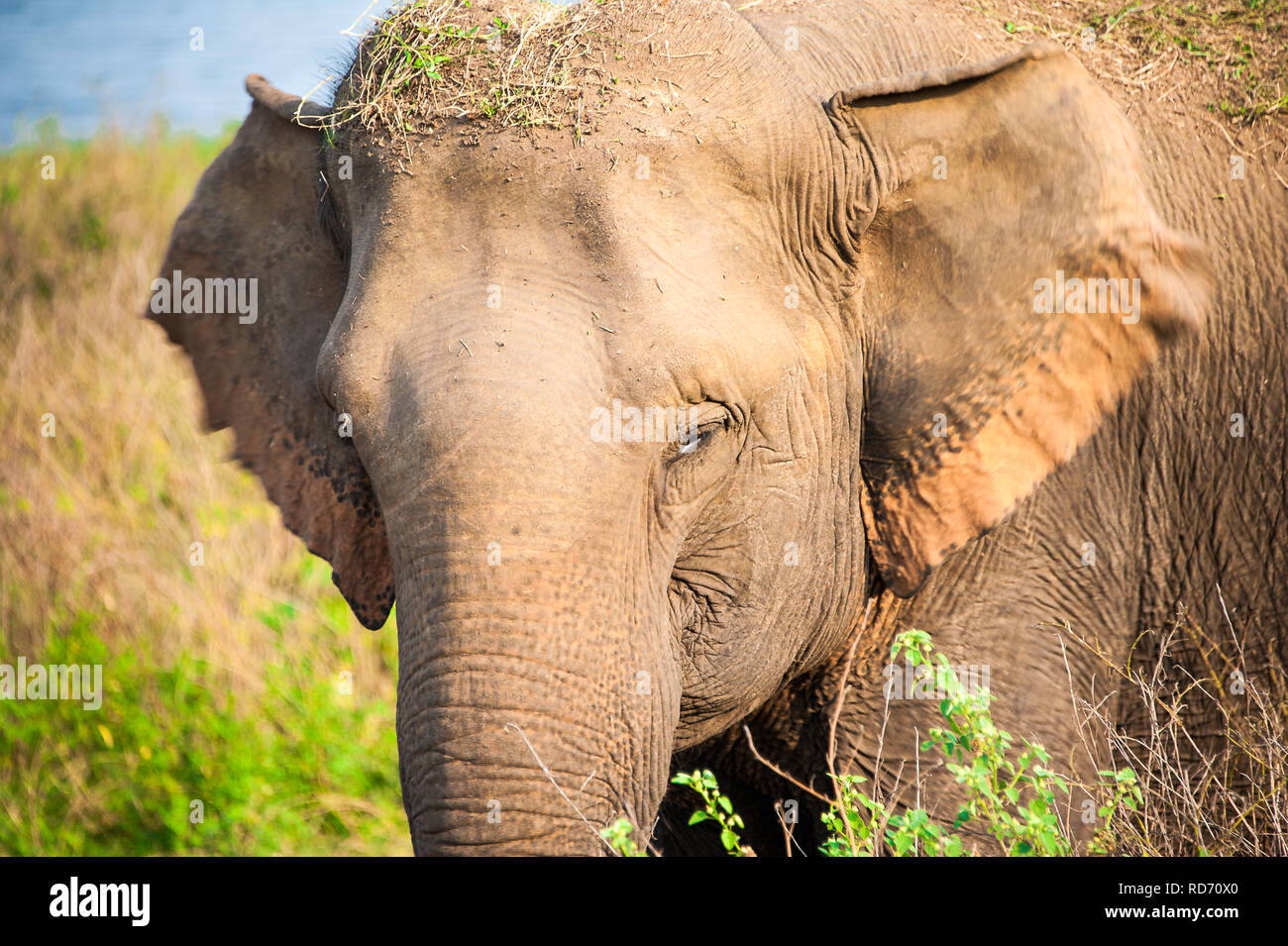 Jeune femelle éléphant indien (Elephas maximus indicus) dans l'habitat naturel. Closeup portrait en superficie de terres humides, parc national de Mineriya, Sri Lanka Banque D'Images