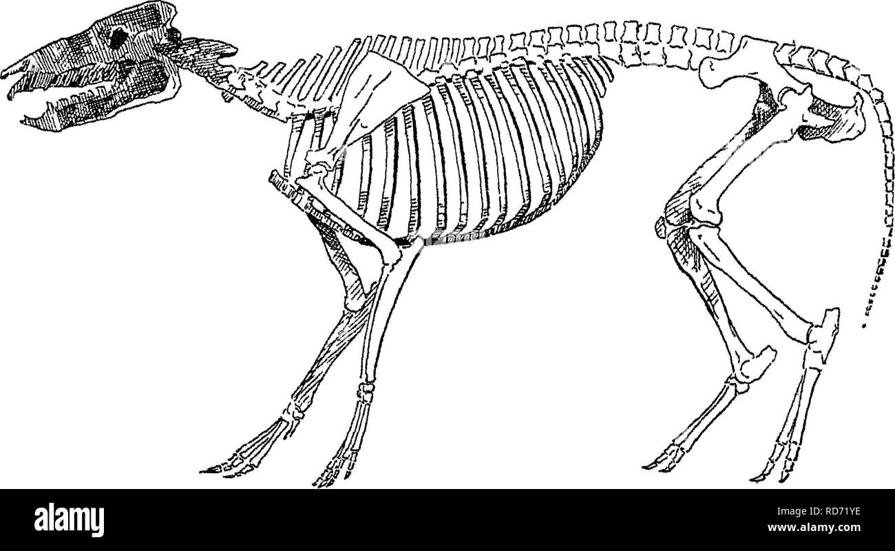 . Points du cheval ; un traité sur la conformation, les mouvements, les races et l'évolution du cheval. Les chevaux. HYRA CO THERIUM, 2QS Paloplotherium, qui ressemblait à l'Anchitherium et Hipparion dans ses pieds (Fig. 387) ; et la tribu de cheval, en général, dans ses dents.* Ses principaux chiffres a été beaucoup plus faible que celle de ses successeurs. Le pied de la Fig. 387, c'est que d'une petite variété d'Paloplotherium. Parmi les dépôts de l'Éocène en Amérique est trouvé l'Orohippus agilis (Fig. 388), qui, comme le nom donné par le professeur Marsh implique, peut être prise comme la limite à laquelle nous pouvons la trace assez Banque D'Images