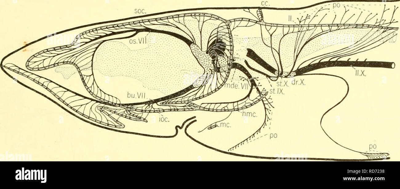 . Les elasmobranches. Des chondrichtyens. Le ELASMOBRANCII 279 poissons poral canal est fourni par quelques brindilles de l'supratemporalis selaehus Chlamydo- (IX, Laemargus, Squalus acanthias, fig. 245, ST.IX) et la plus antérieure partie de ce segment est fourni par un petit nombre de fibres de la ramus oticus VII. Le canal supraorbitales est fourni par des branches d'ophthalmicus superficiaJis du nerf facial, et le foramen infraorbital par le nerf buccalis, tandis que l'nenromasts omandibular de l'hj-mandibulaires et les canaux sont fourni par la division de la mandibulaire externe septième nerf. Fonction de Banque D'Images . Les elasmobranches. Des chondrichtyens. Le ELASMOBRANCII 279 poissons poral canal est fourni par quelques brindilles de l'supratemporalis selaehus Chlamydo- (IX, Laemargus, Squalus acanthias, fig. 245, ST.IX) et la plus antérieure partie de ce segment est fourni par un petit nombre de fibres de la ramus oticus VII. Le canal supraorbitales est fourni par des branches d'ophthalmicus superficiaJis du nerf facial, et le foramen infraorbital par le nerf buccalis, tandis que l'nenromasts omandibular de l'hj-mandibulaires et les canaux sont fourni par la division de la mandibulaire externe septième nerf. Fonction de Banque D'Images