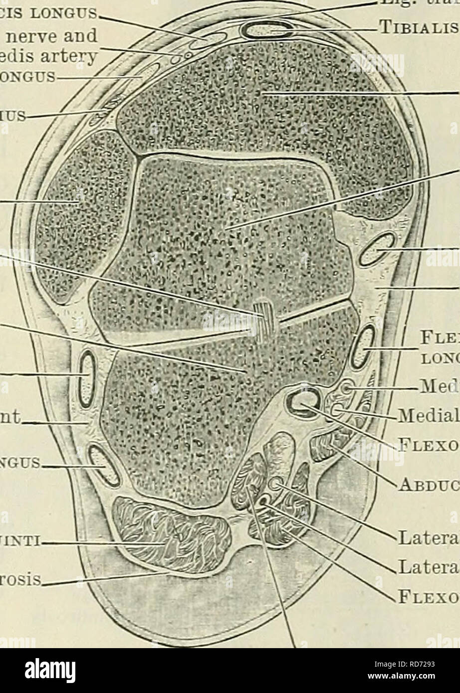 . Cunningham's Text-book de l'anatomie. L'anatomie. Le fascia ET LES MUSCLES DE LA JAMBE ET PIED. 423 rétinaculum péronier lie-les séparément sur les faces latérales du calcanéum. Le ligamentum transversum cruris (O.T. ligament annulaire antérieur, bande supérieure), vaste et vague à ses frontières proximaux et distaux, s'étend à travers l'avant de la cheville entre les deux malleoli. Cette bande se lie jusqu'à l'extrémité distale du tibia les tendons des muscles extenseurs du jambier antérieur et des orteils. Une gaine synoviale se trouve derrière elle, entourant le tendon du muscle tibial antérieur. L Banque D'Images