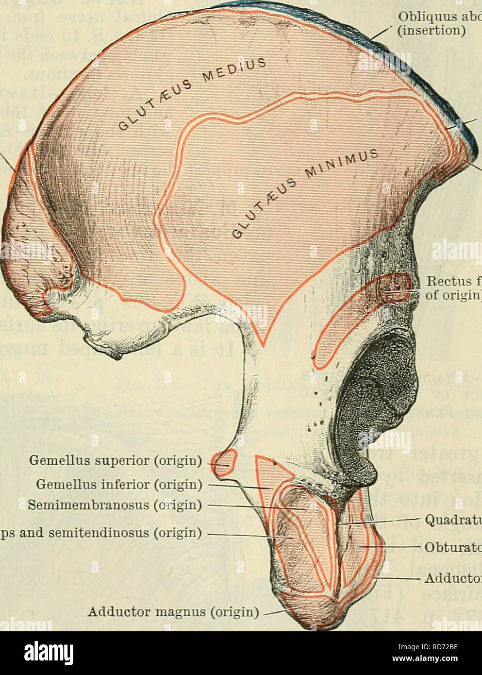 Cunningham's Text-book de l'anatomie. L'anatomie. Les muscles de la fesse.  415 M. Glutseus glutseus Maximus.-l'maximus est un grand quadrilatère muscle,  avec une origine en croissant découlant de (1) une partie de