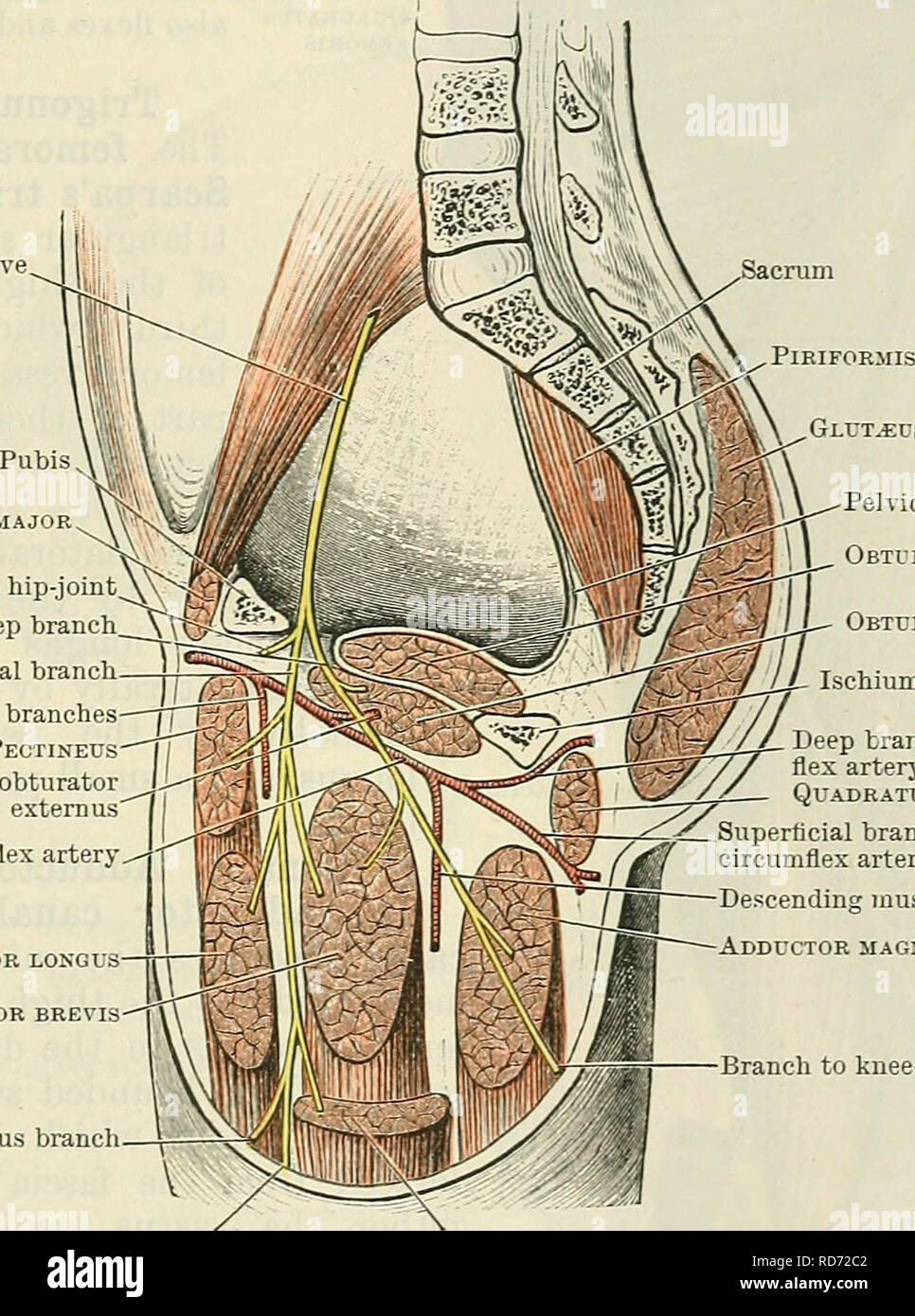 . Cunningham's Text-book de l'anatomie. L'anatomie. Les muscles SUR LA FACE INTERNE DE LA CUISSE. 413 toute la longueur de la linea aspera ; (3) dans la ligne de l'epicondylic fémur ; (4) dans le tubercule adducteur sur le condyle médial du fémur ; et (5) dans le septum intermusculaires médiale (Fig. 365, p. 410). La partie du muscle fixé sur l'espace proximal à la linea aspera est souvent séparé du reste de l'adductor minimus. La pièce jointe du muscle à l'epicondylic ridge est interrompu pendant le passage de la vaisseaux fémoraux dans le creux poplité. L'attachement à la Banque D'Images