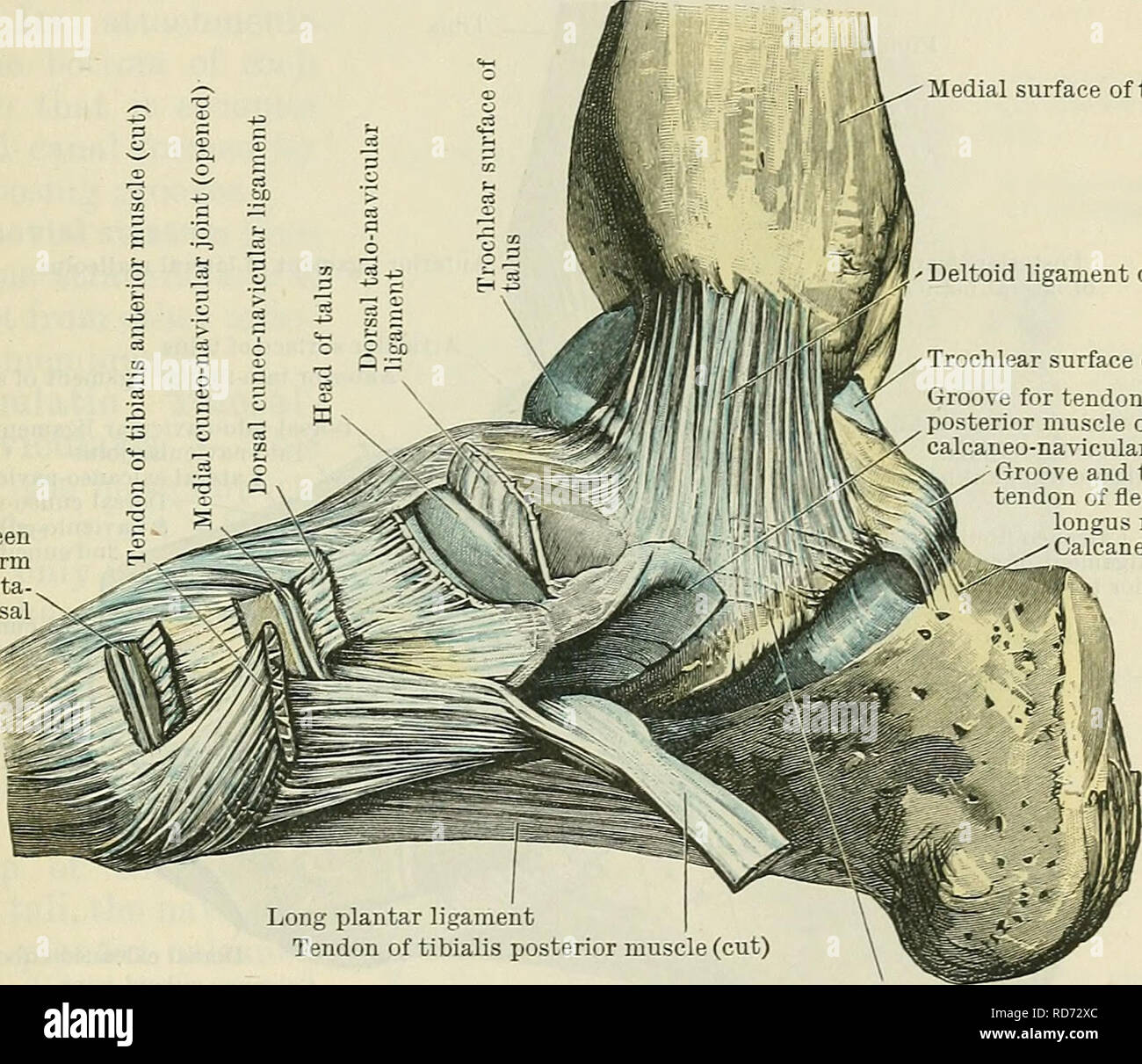 Cunningham s Text book de l anatomie. L anatomie. La commune de