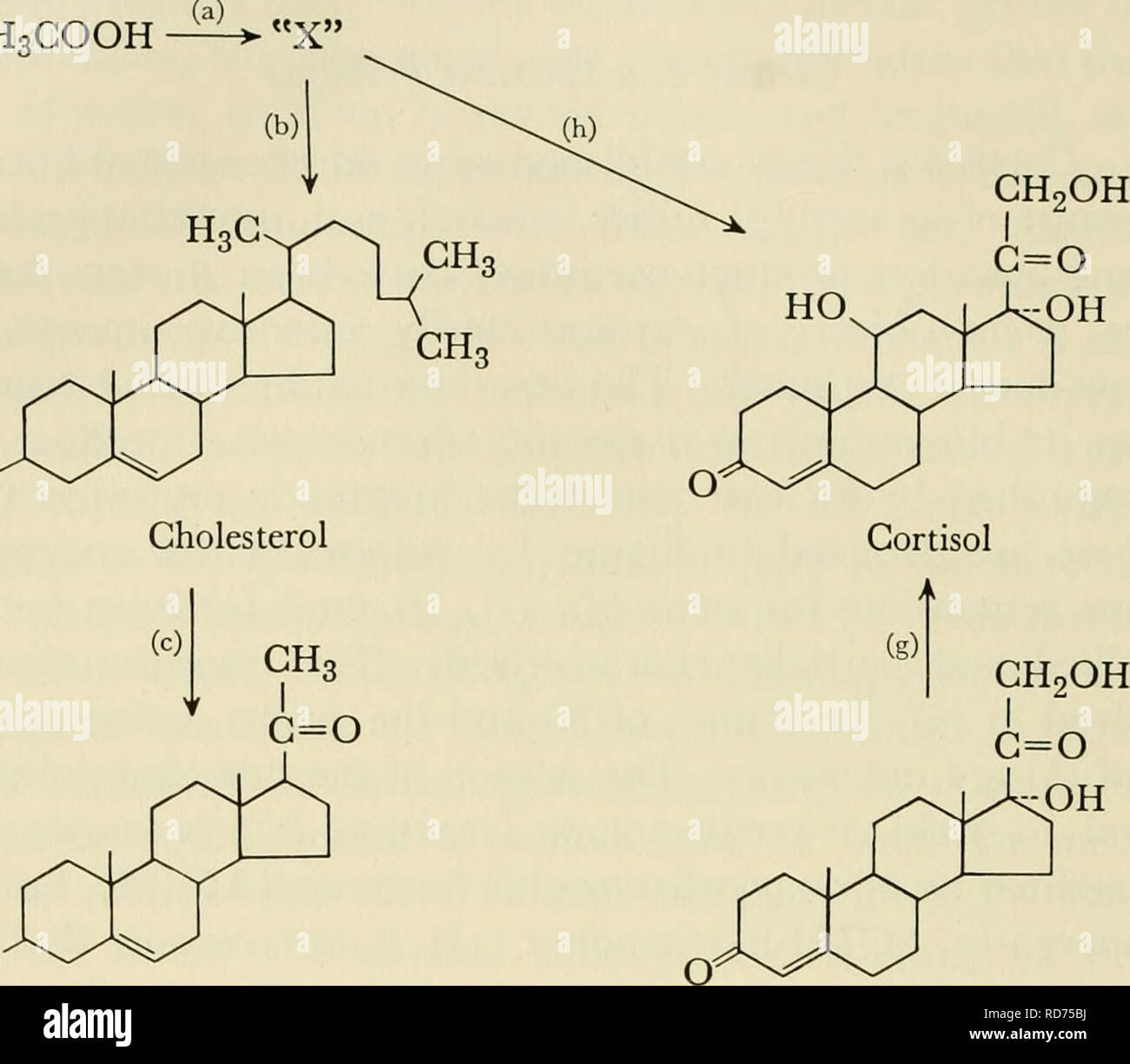 Les courants dans la recherche biochimique, 1956 ; vingt-sept essais tracer la voie actuelle de la recherche biochimique et compte tenu de la relation intime de biochimie à la médecine, la