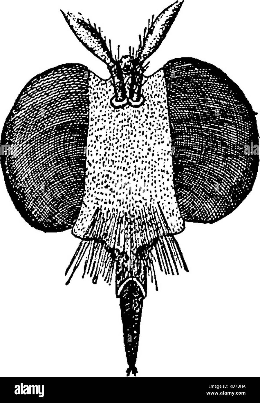 . Un manuel pour l'étude des insectes. Les insectes. Fig. 556.-Erax zcali dtstroyjng^a l'aide d'un coton-ver. (À partir de l'Au- Thor's Rapport pour 1879.) Fig. 557.-chef de brigand voler. Fig. 558. est creusé entre les yeux (Fig. 557). Dans cette famille le proboscis est fait et n'entraîne pas de lèvres charnues à la. Veuillez noter que ces images sont extraites de la page numérisée des images qui peuvent avoir été retouchées numériquement pour plus de lisibilité - coloration et l'aspect de ces illustrations ne peut pas parfaitement ressembler à l'œuvre originale.. Comstock, John Henry, 1849-1931 ; Comstock, Anna Botsford, 1854-1930 du conjoint. Banque D'Images