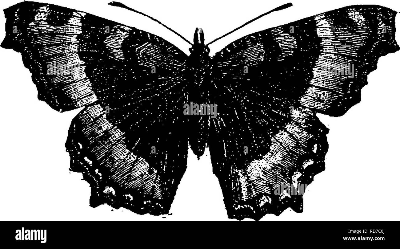 . Un manuel pour l'étude des insectes. Les insectes. Fig. 474.â Vanessa huntera. La ville cosmopolite de papillon, Vanessa voiture n'(V.^dli-i). Â- âThe butterfly ressemble à la précédant de très près en couleur et marques. Il y a, cependant, une plus petite proportion des marques orange ; et sur la face inférieure des ailes postérieures il y a une ligne submarginale de quatre ou cinq taches ressemblant-. La larve se nourrit sur Compositas, surtout les chardons. Cette espèce est très remarquable par sa vaste distribution. M. Scudder membres qui ^'à l'exception des régions arctiques et d'Amérique du Sud il est distribué plus de t Banque D'Images